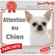 Chihuahua blanc à poils courts Tête, plaque portail extérieure "Attention au Chien" pancarte panneau beige photo