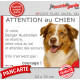 Berger Australien rouge merle yeux ambre, plaque portail humour "Attention au Chien, Jetez Vous au Sol" pancarte photo Aussie