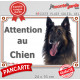 Berger Belge Tervueren, plaque portail extérieure "Attention au Chien" pancarte panneau photo
