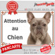 Bouledogue Français lilac Tête, plaque portail "Attention au Chien" pancarte panneau photo bulldog bleu gris lilas