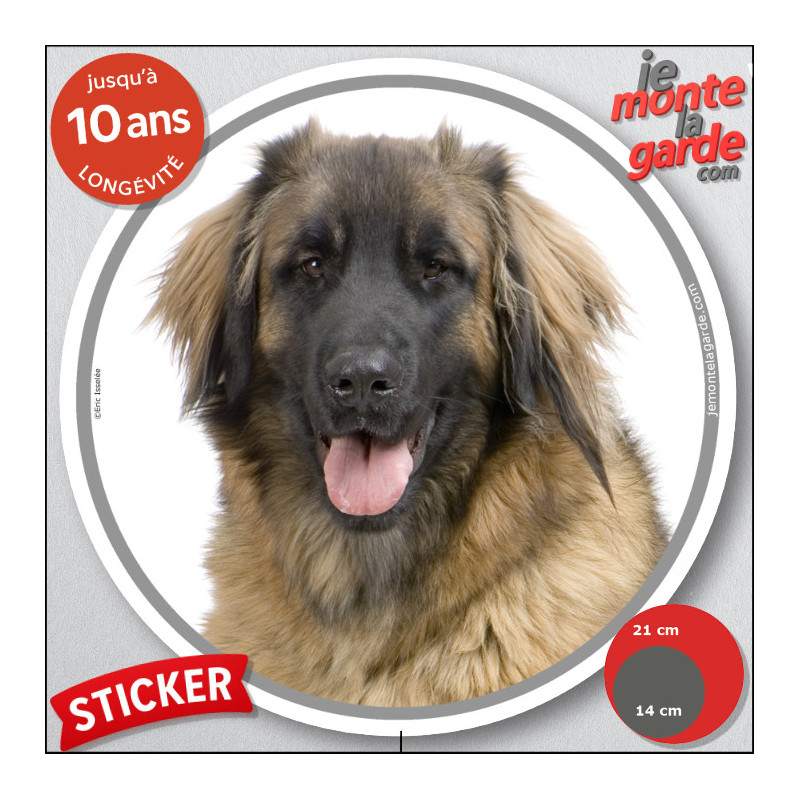 Leonberg Tête, sticker autocollant rond "photo" disque adhésif voiture, vitre auto, résiste pluie soleil gel, idée cadeau