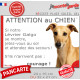 Lévrier Galgo Espagnol fauve, plaque portail humour "Attention au Chien, Jetez Vous au Sol, attendez secours, courage" photo