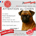 Brabançon fauve, plaque extérieure humour "Attention au Chien, Jetez Vous au Sol" 2 tailles JET D