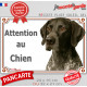 Braque Allemand noir, Plaque Portail extérieure "Attention au Chien" pancarte panneau attention au chien photo