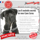 Cane Corso Noir Tête, Plaque photo "Les 8 Souhaits Secrets" pancarte, affiche panneau, commandements éducation