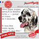 Setter Anglais noir et blanc, plaque humour "parcourt distance Niche - Portail moins 3 secondes, rapide" photo drôle