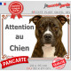 Amstaff bringé, plaque extérieure portail "Attention au Chien" pancarte photo American Staffordshire Terrier