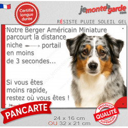 Berger Américain Miniature bleu merle, plaque extérieure humour "parcourt distance Niche-Portail moins 3 secondes, rapide" photo