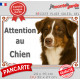 Berger Australien tricolore marron chocolat, plaque portail "Attention au Chien" pancarte panneau photo aussie