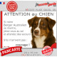 Berger Australien Tricolore marron chocolat, Panneau humour "Attention au Chien jetez-vous au sol et attendez" Aussie