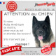 Akita Américain bringé, plaque extérieure humour "Attention au Chien, jetez Vous au Sol, courage" pancarte US USA drôle photo