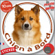 Berger Islandais fauve roux, disque photo autocollant "Chien à Bord" Sticker adhésif rond vitre voiture