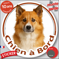 Berger Islandais fauve roux, disque photo autocollant "Chien à Bord" Sticker adhésif rond vitre voiture