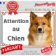 Berger Islandais fauve roux, plaque extérieure portail "Attention au Chien" pancarte panneau photo