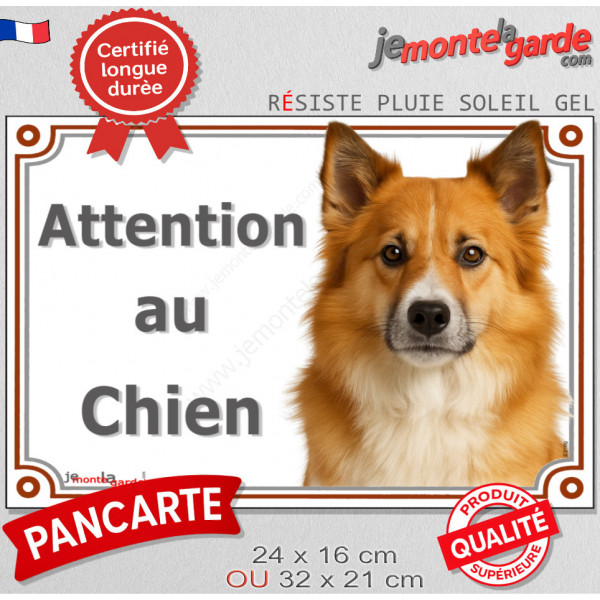 Berger Islandais fauve roux, plaque extérieure portail "Attention au Chien" pancarte panneau photo