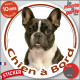Bouledogue Français caille noir et blanc, sticker autocollant rond "Chien à Bord" disque photo vitre voiture Bulldog auto