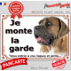 Cane Corso Italiano fauve masque noir, plaque portail "Je Monte la Garde, entrez à vos risques et périls" pancarte photo