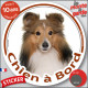 Berger Shetland fauve, sticker autocollant rond "Chien à Bord" disque photo adhésif vitre voiture Sheltie marron