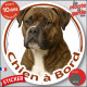 Bouledogue Américain bringé, sticker autocollant rond "Chien à Bord" Disque adhésif vitre voiture, Bulldog photo Boulam