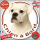 Boxer entièrement blanc, sticker autocollant rond "Chien à Bord" Disque voiture auto adhésif photo