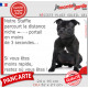 Staffie Noir Assis, Plaque humour "parcourt distance niche-portail moins de 3 secondes" photo extérieure