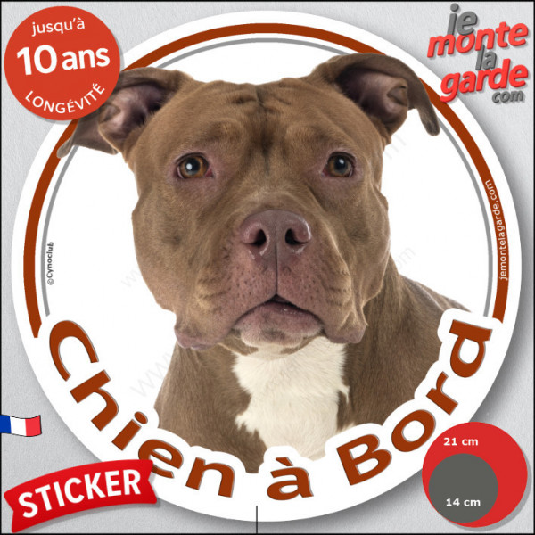 American Bully Red Nose fauve, sticker autocollant voiture rond "Chien à Bord" Disque adhésif photo