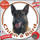Berger Belge Malinois Fauve charbonné, masque noir, sticker autocollant rond "Chien à Bord" adhésif vitre voiture photo disque