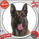 Berger Belge Malinois, sticker autocollant rond "photo" Disque intérieur ou Extérieur résistant intempéries chien adhésif