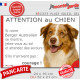 Berger Australien rouge merle yeux ambre, plaque portail humour "Attention au Chien, Jetez Vous au Sol" pancarte photo Aussie