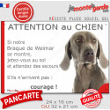 Braque de Weimar, plaque humour "Attention au Chien, Jetez Vous au Sol" 2 tailles D