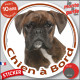 Boxer bringé marron Tête, sticker autocollant rond "Chien à Bord" Disque photo vitre voiture Boxeur zébré résiste intempéries