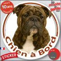 Bulldog Anglais bringé, sticker voiture rond "Chien à Bord" 2 tailles D