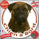 Bullmastiff bringé Tête, sticker autocollant rond "Chien à Bord" Disque photo adhésif vitre voiture bringué résiste intempéries