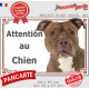 American Bully red nose Tête, plaque portail extérieure "Attention au Chien" pancarte photo résiste intempéries