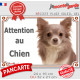 Chihuahua lilas dilué à poils longs, plaque portail "Attention au Chien" pancarte photo Chiwawa résiste intempéries