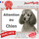Caniche gris clair Tête, Plaque portail photo extérieure "Attention au chien" résiste pluie soleil gel
