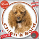 Caniche abricot, disque autocollant photo "Chien à Bord" Sticker adhésif Caniche nain rouille champagne cuivre orange