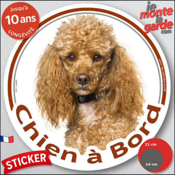 Caniche abricot, disque autocollant photo "Chien à Bord" Sticker adhésif Caniche nain rouille champagne cuivre orange