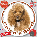 Caniche abricot, disque autocollant photo voiture "Chien à Bord" 2 tailles D