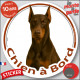 Dobermann marron oreilles taillées, sticker autocollant rond "Chien à Bord" disque adhésif vitre voiture photo chocolat brun