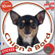 Chihuahua noir et feu poils courts, sticker autocollant rond "Chien à Bord" disque photo adhésif vitre voiture