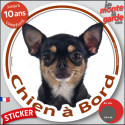 Chihuahua noir et feu poil courts, sticker voiture photo "Chien à Bord" 2 tailles D