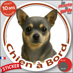 Chihuahua bleu et feu poil courts, sticker voiture photo "Chien à Bord" 2 tailles D