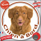 Nova Scotia Retriever Tête, sticker autocollant rond "Chien à Bord" Disque photo adhésif vitre voiture Duck Tolling