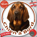 Chien Saint-Hubert noir et feu, sticker voiture rond photo "Chien à Bord" 2 tailles D