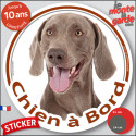 Braque de Weimar, sticker voiture rond photo "Chien à Bord" 2 tailles D
