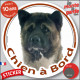 Akita américain bringé et blanc Tête, sticker rond voiture "Chien à Bord" Disque photo autocollant bringué marron