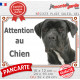 Cane Corso Italiano tout noir, pancarte portail extérieure "Attention au Chien" photo race résiste intempéries