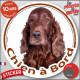 Setter Irlandais marron rouge, sticker autocollant rond "Chien à Bord" Disque adhésif vitre voiture photo résiste intempéries