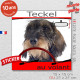 "Teckel à poils durs couleur sanglier au volant" panneau autocollant humoristique voiture photo sticker drôle chien à bord